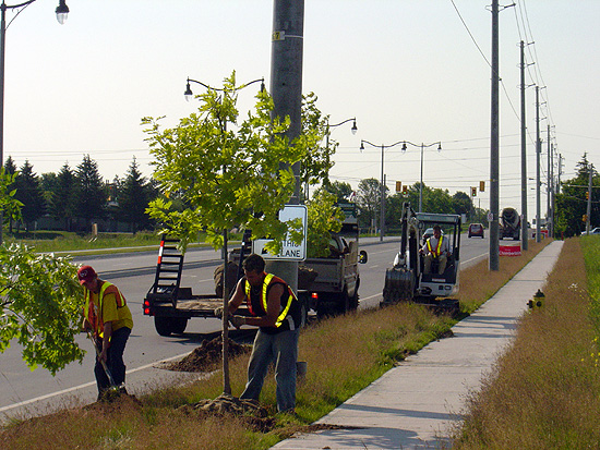 planting trees along city street