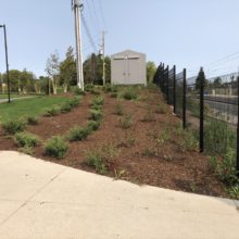 Research & Technology Park in Waterloo shrubs and landscaping