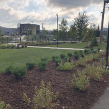 planted shrubs and completed landscaping