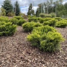 Research and Technology Park in Waterloo landscaping shrubs closeup