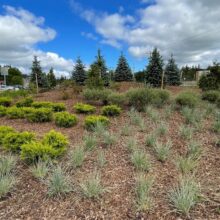 Research and Technology Park in Waterloo landscaping shrubs