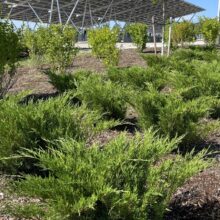 Research and Technology Park in Waterloo landscaping bushes
