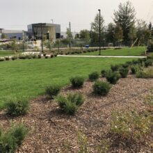 Research and Technology Park in Waterloo landscaping completed