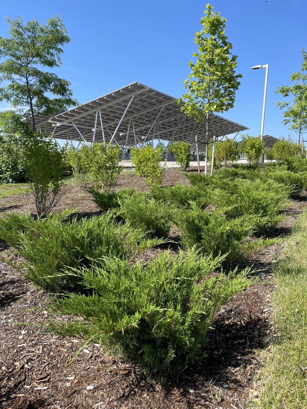 shrubs and trees planted in Waterloo Technology park