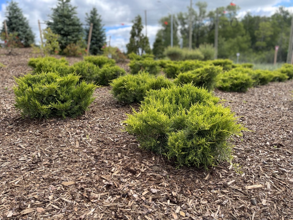 close up of shrubs in landscaped area