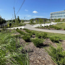 Research Technology Park Waterloo bushes and shrubs