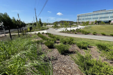 Research Technology Park Waterloo bushes and shrubs